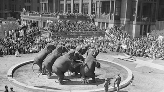Ringling Bros. Circus to Phase Out Elephant Acts By 2018